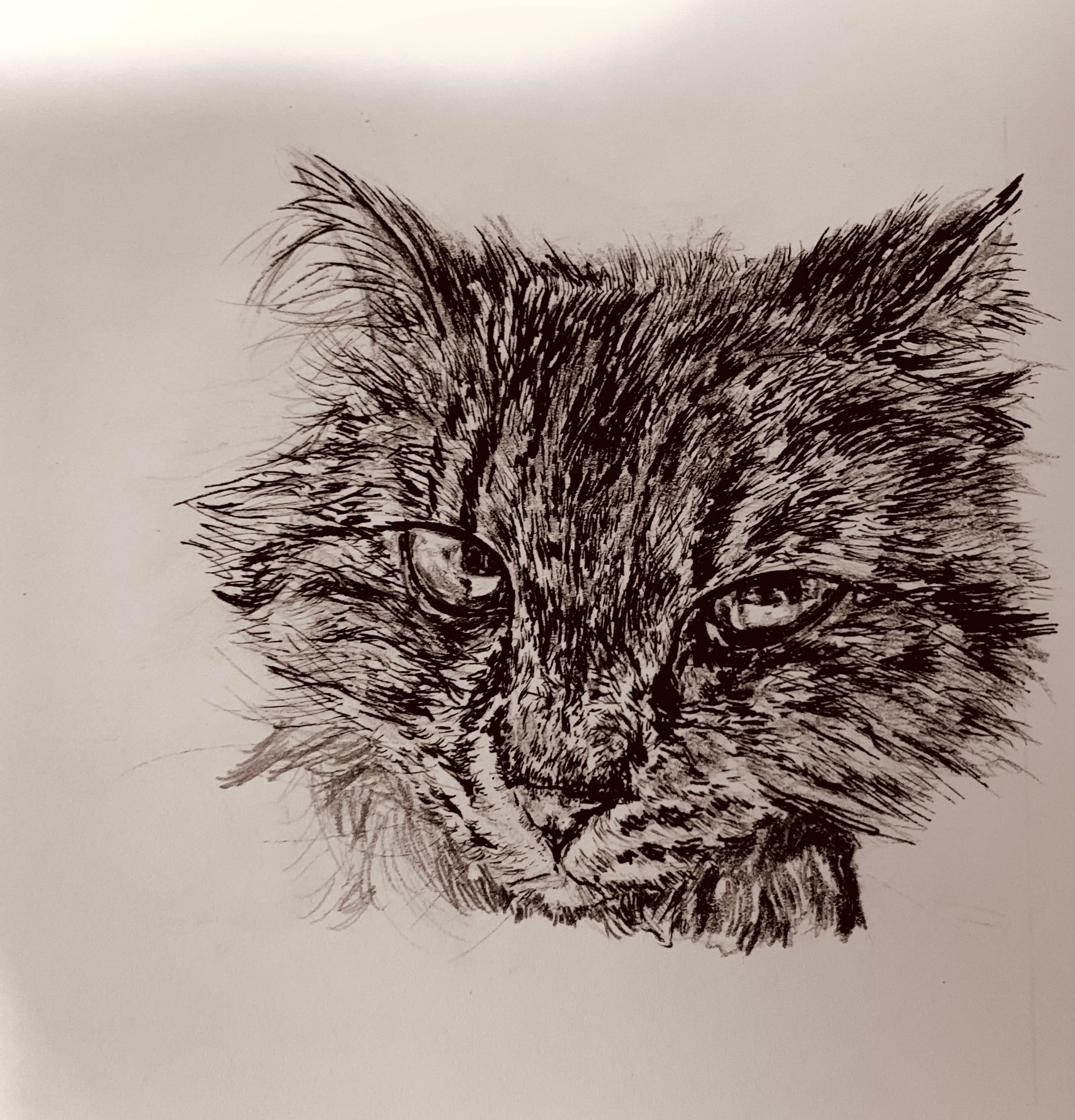 Cat Ann Illustration 1
