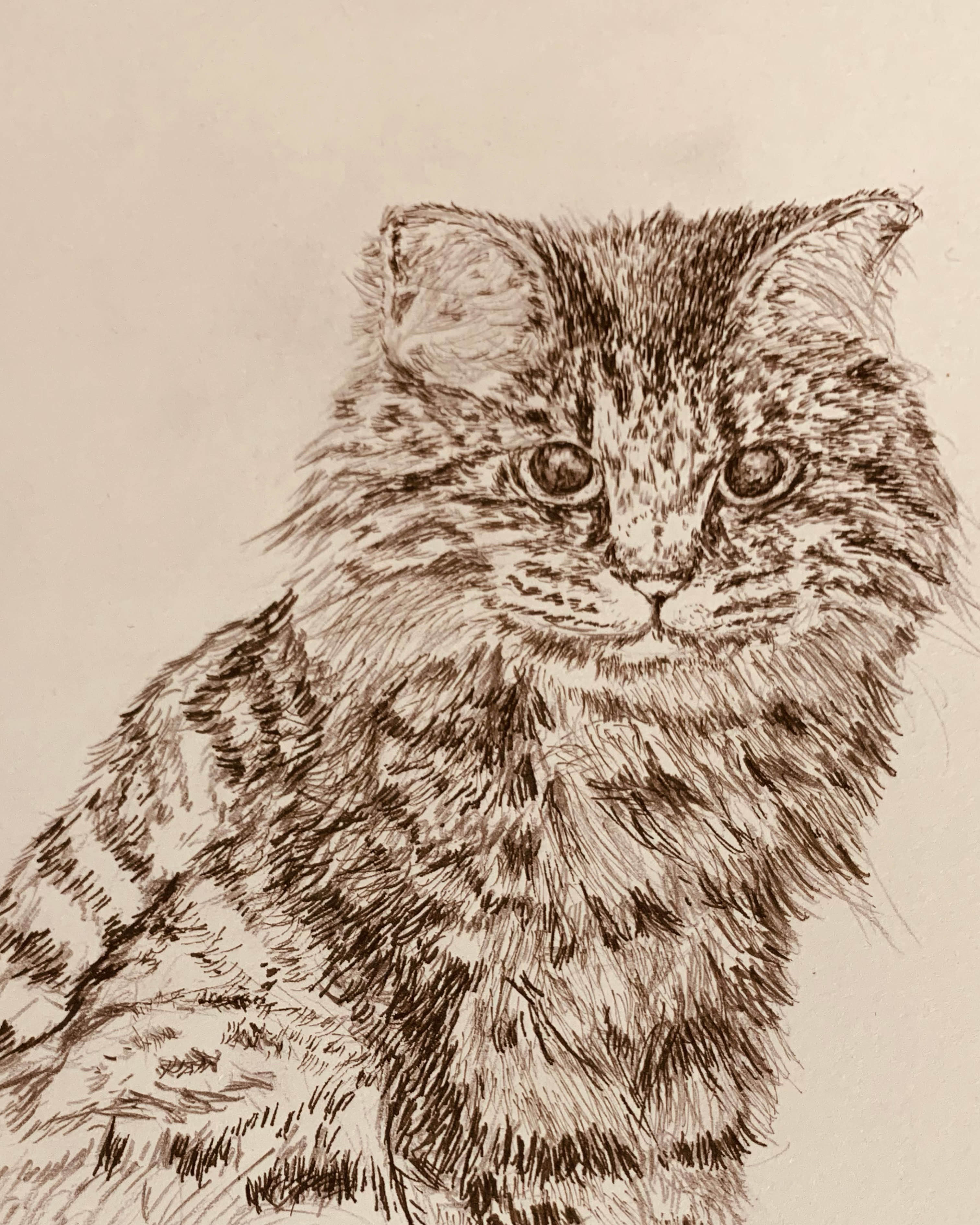 Cat Ann Illustration 3