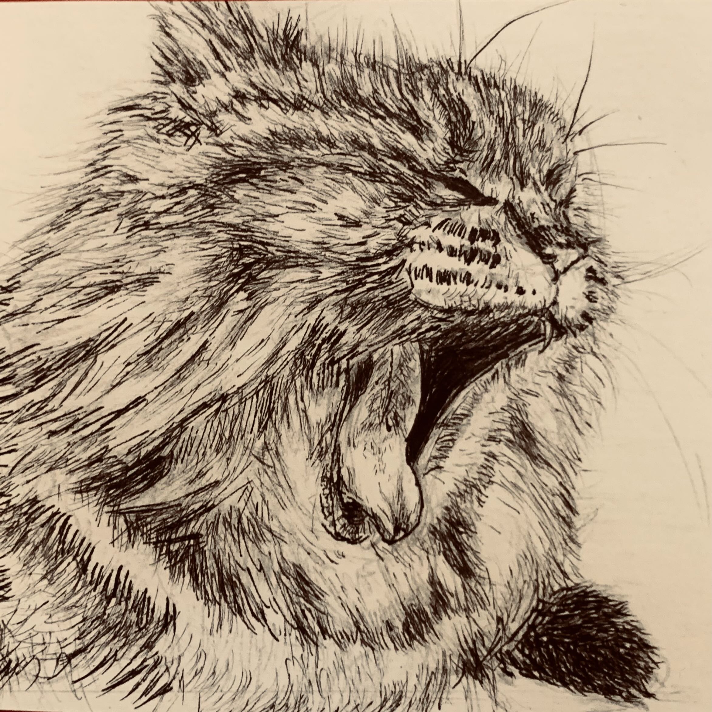 Cat Ann Illustration 6