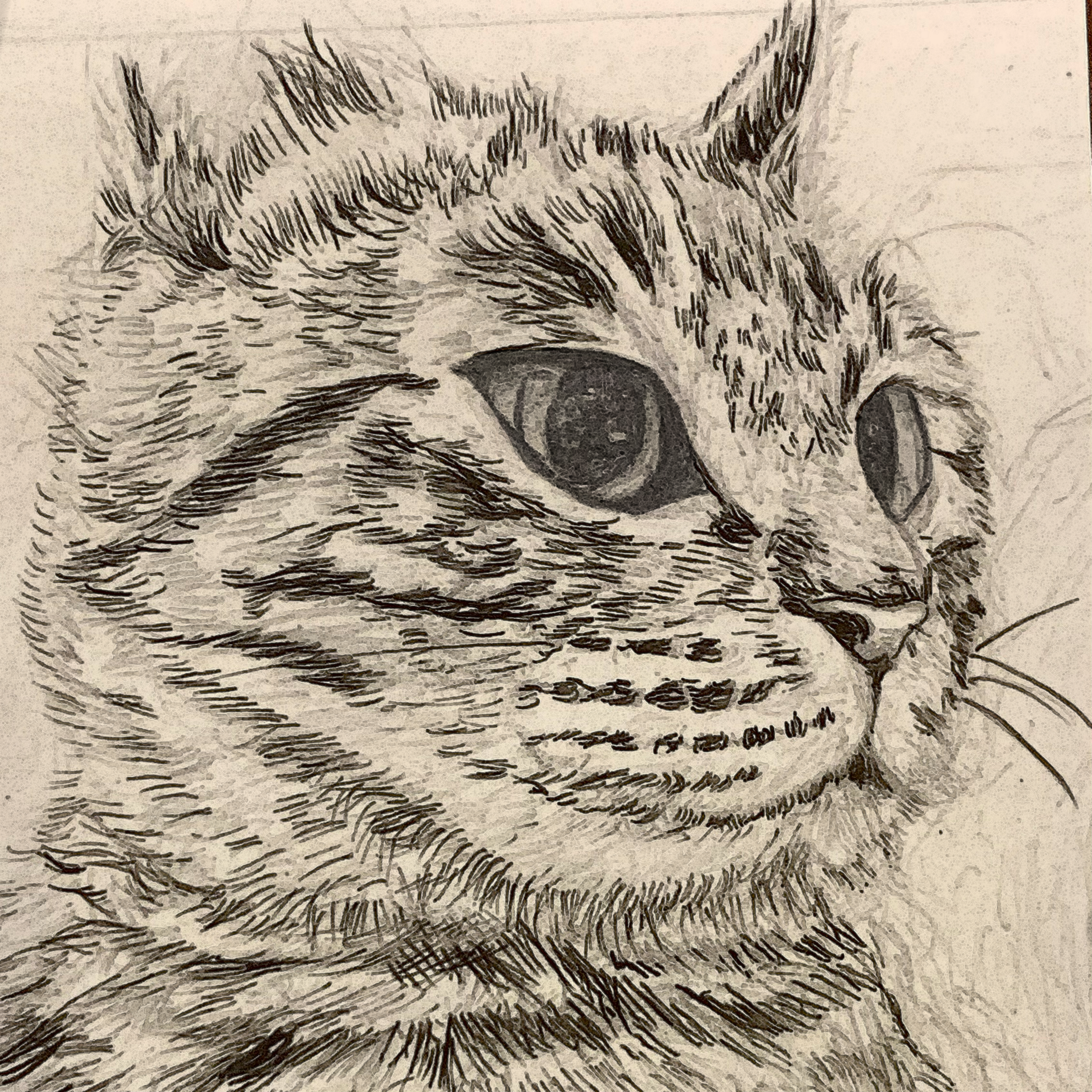 Cat Mona Illustration 2