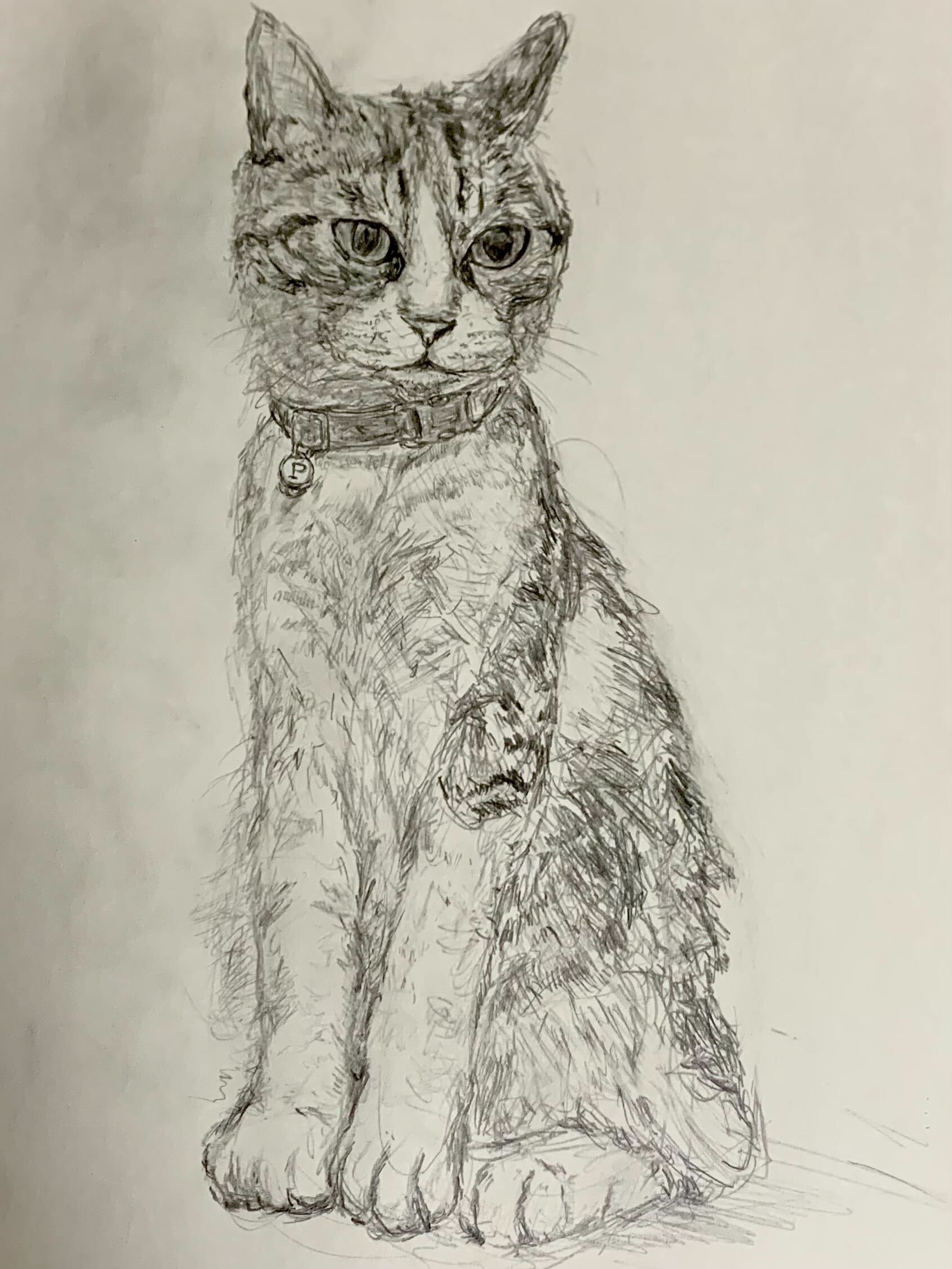 Cat Pitt Illustration