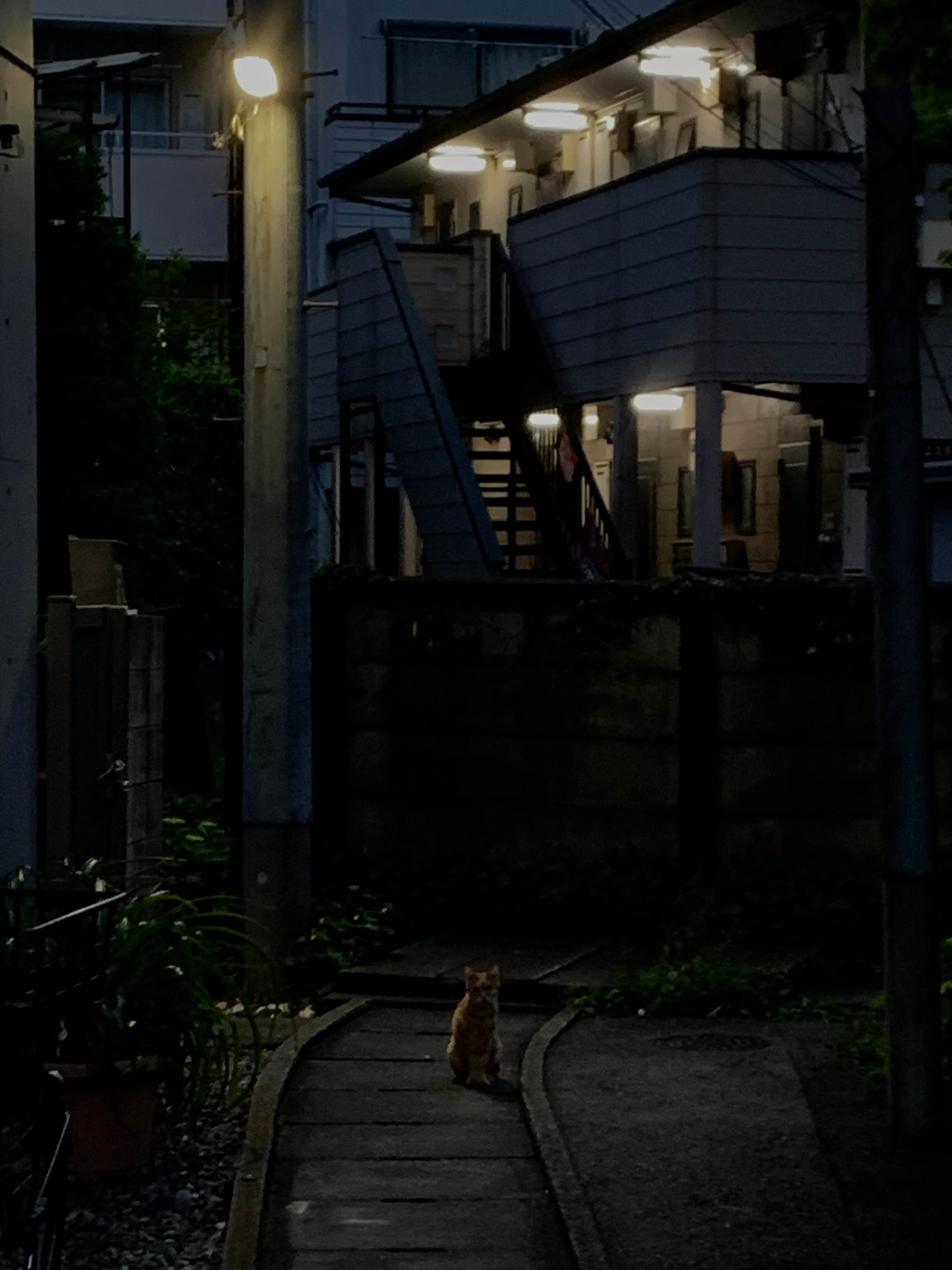 Cat Nora Photo